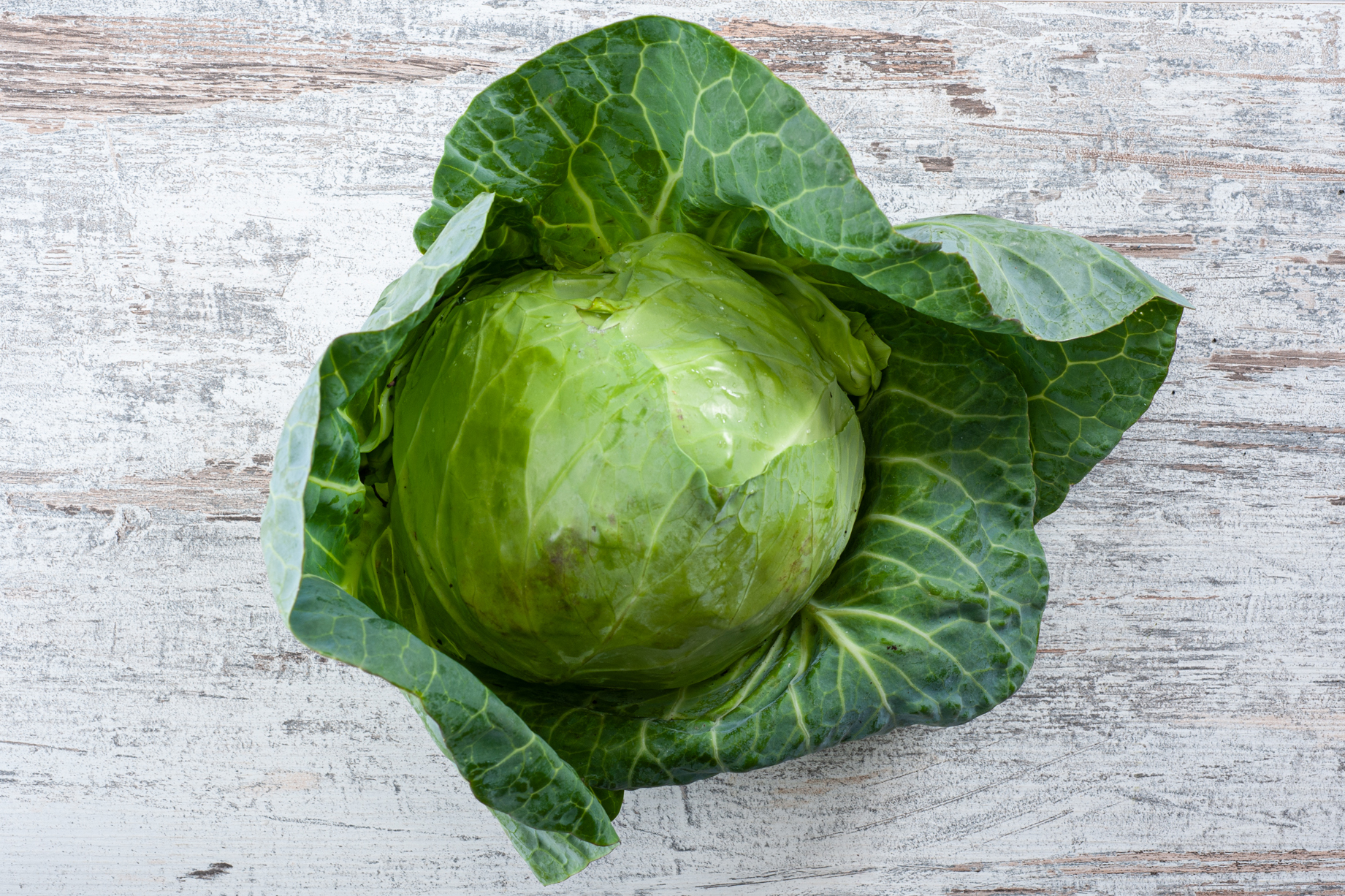 primo cabbage