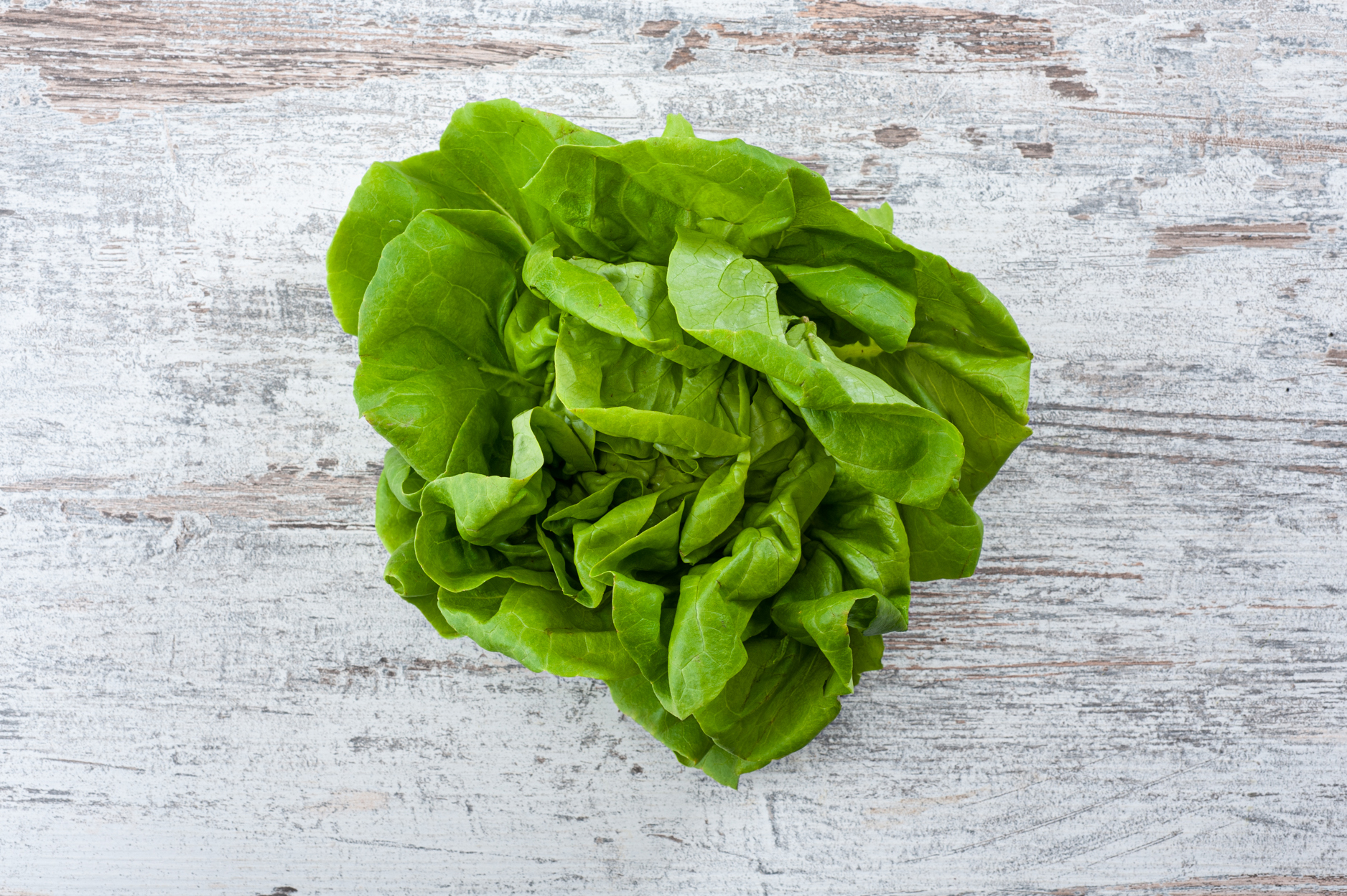 round lettuce