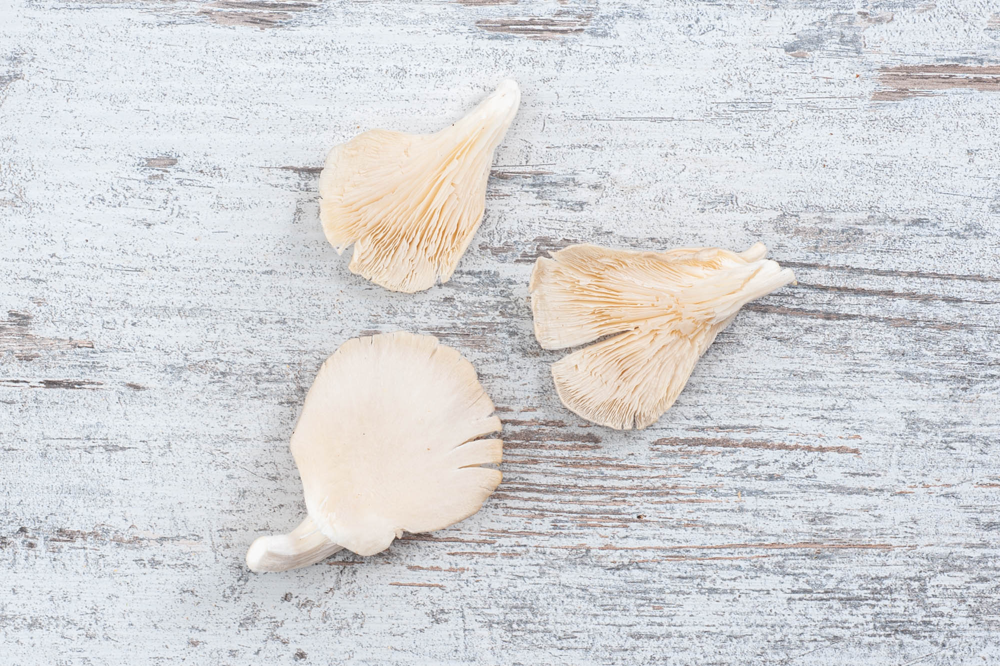 Oyster mushroom
