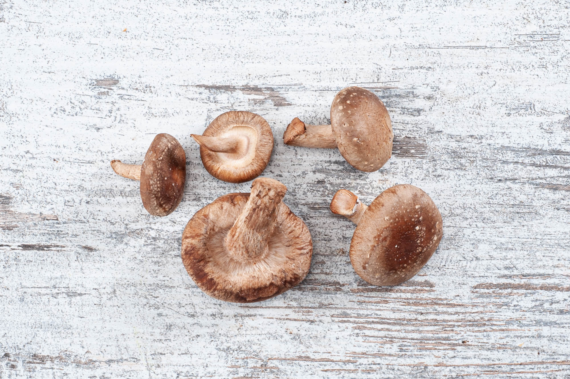 Shitake mushroom
