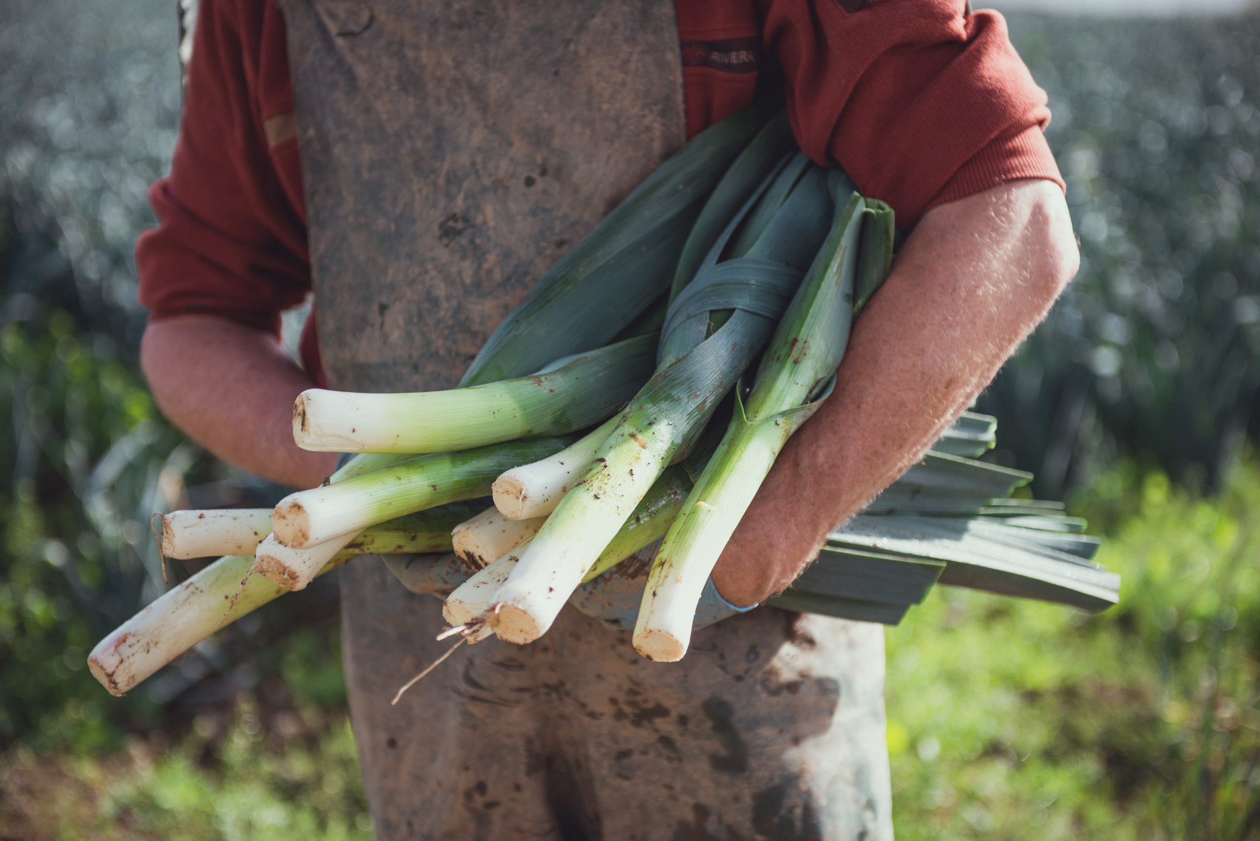 Gavin working in field, snedding leeks