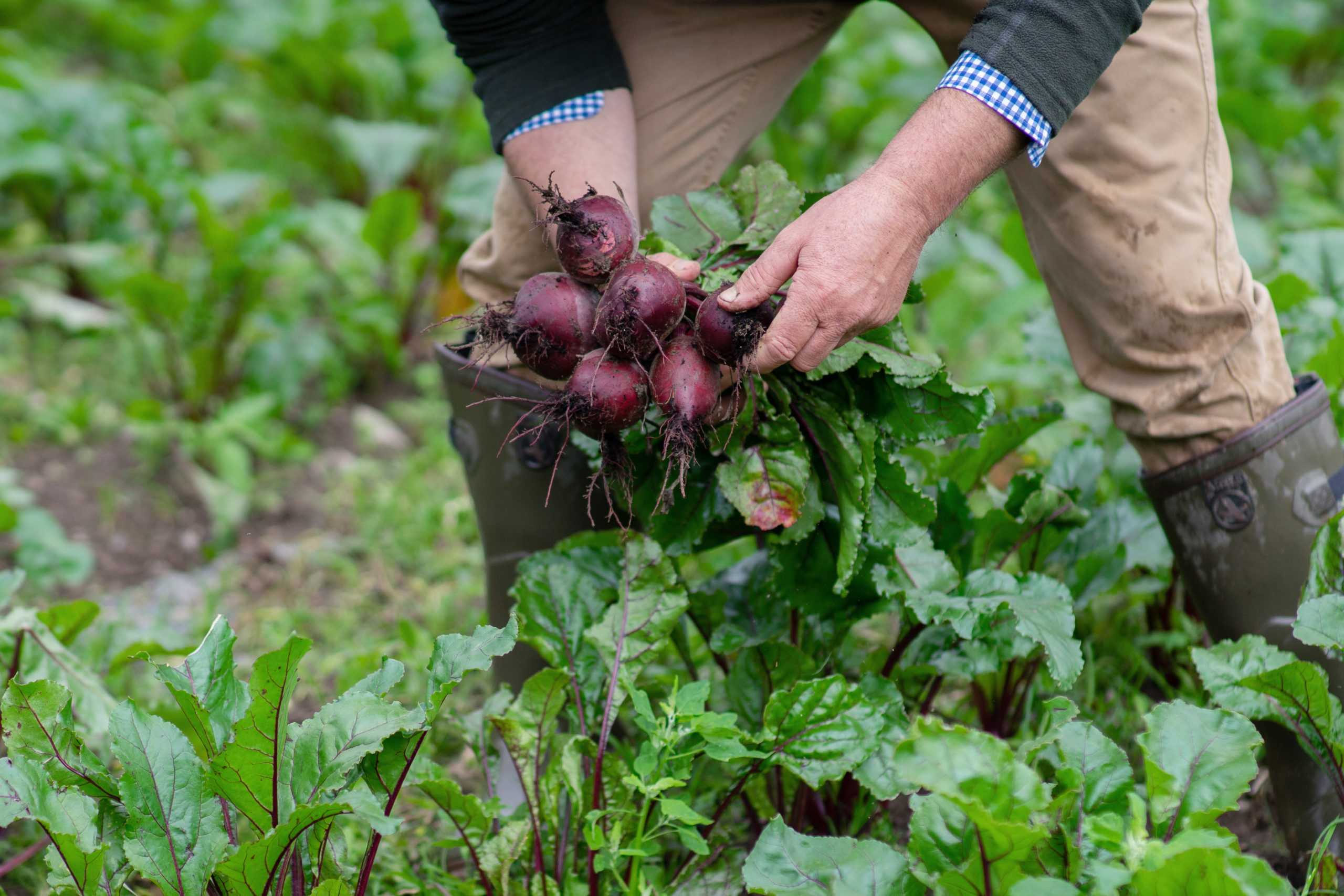 beetroot harvested from field