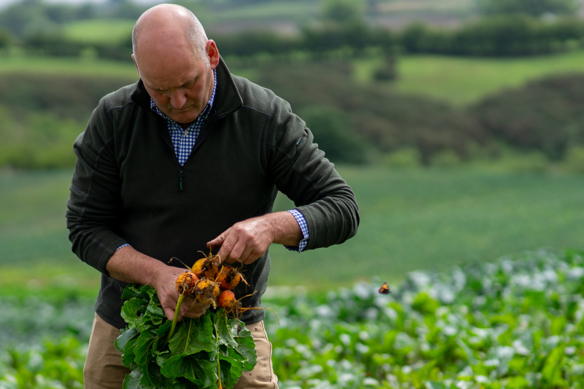 adrian harvesting yellow beetroot in field in killinchy