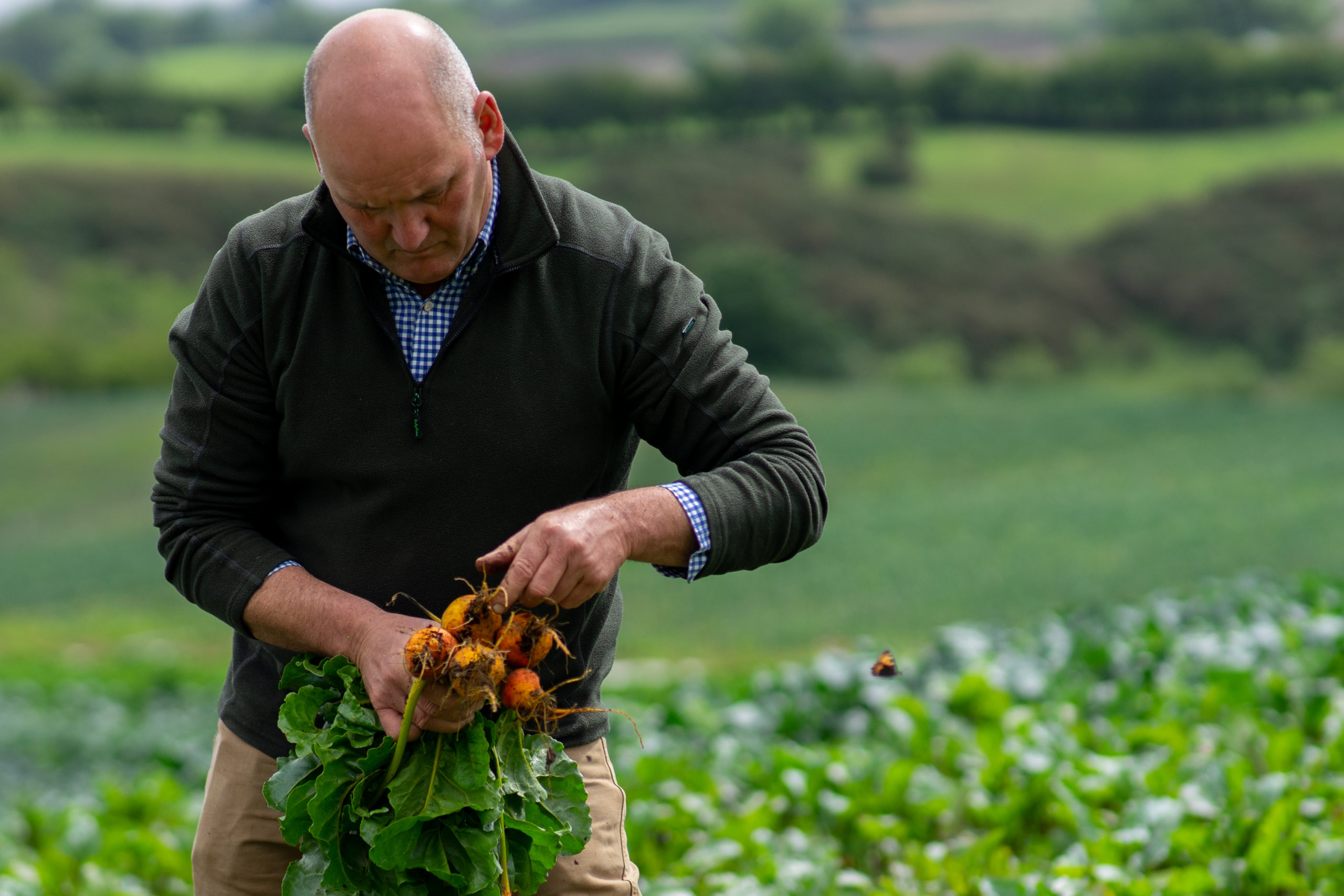 adrian harvesting yellow beetroot in field in killinchy