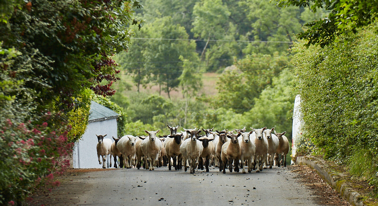 Home — Millbank Farm