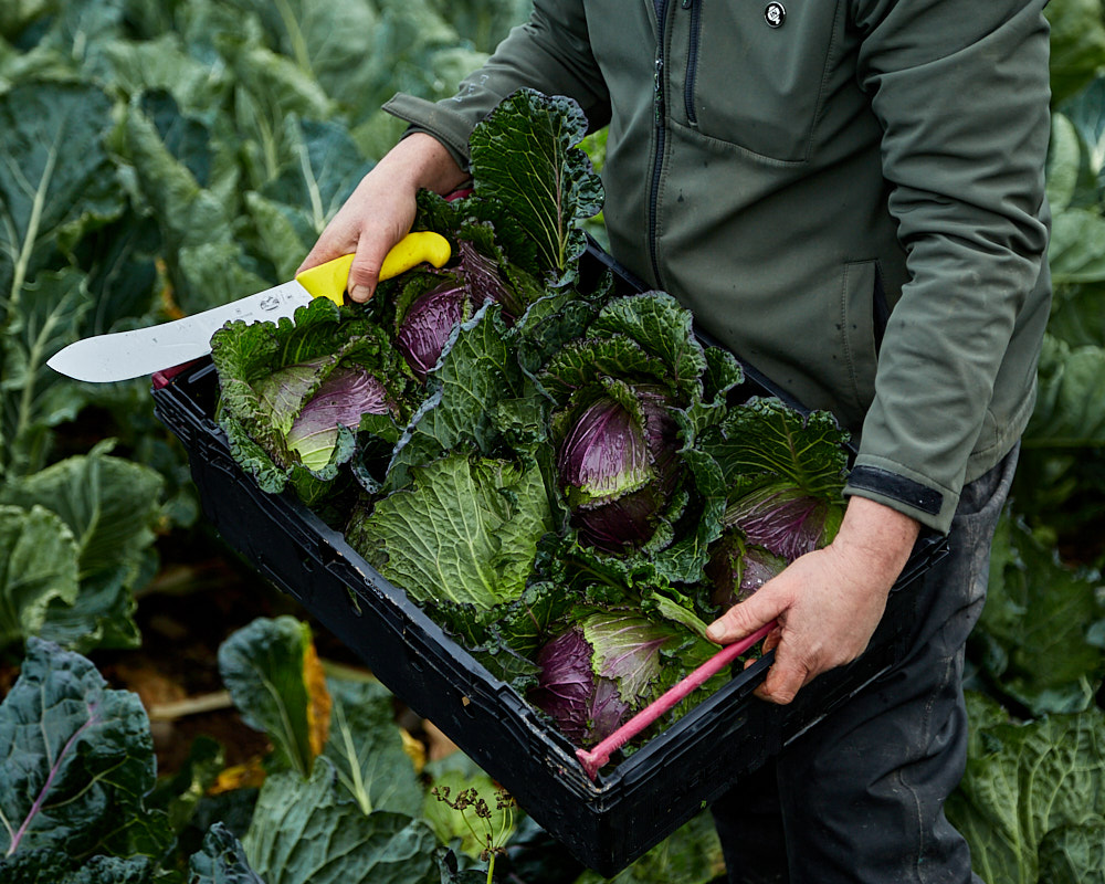 Farm shop — Millbank Farm