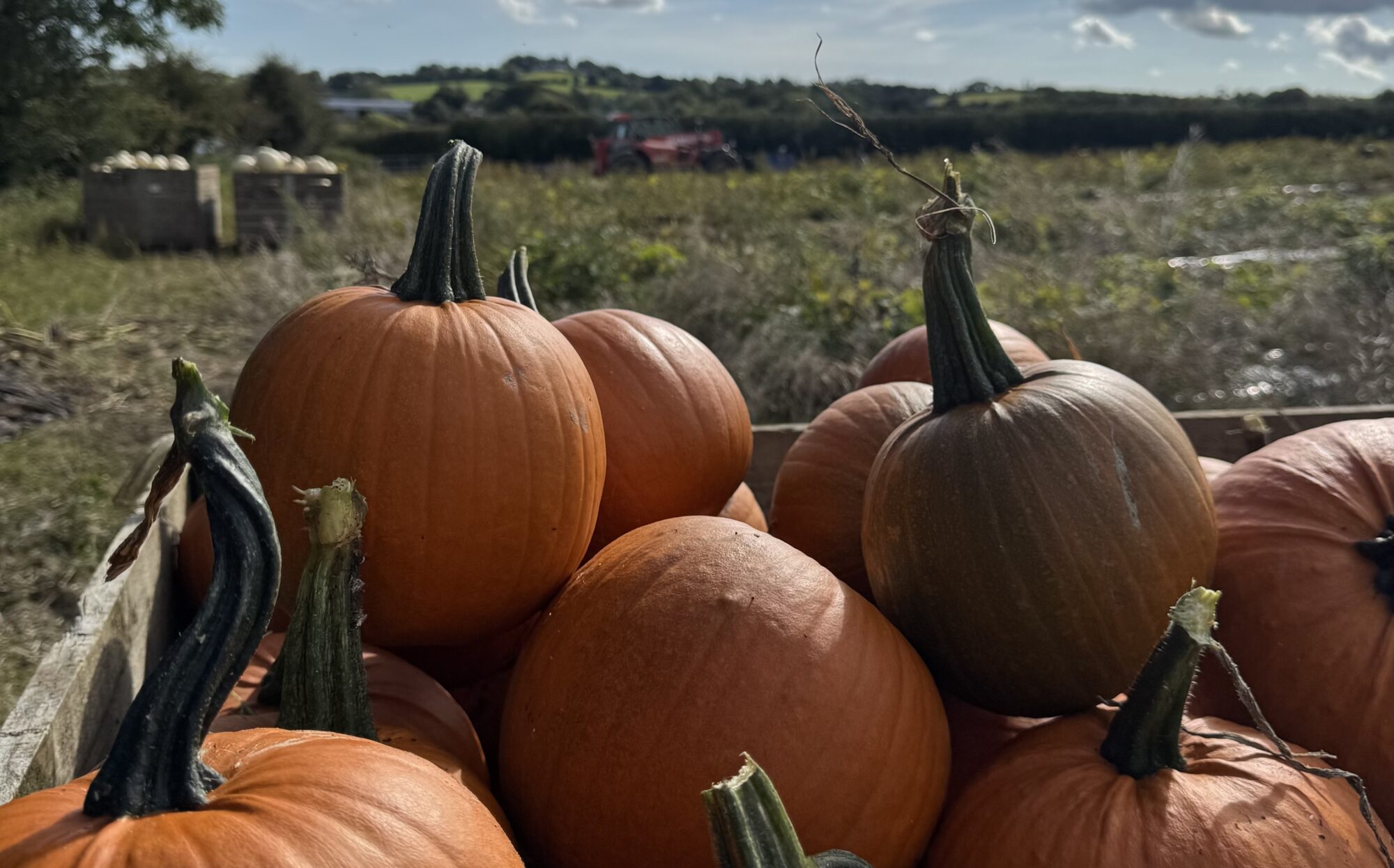 Home — Millbank Farm